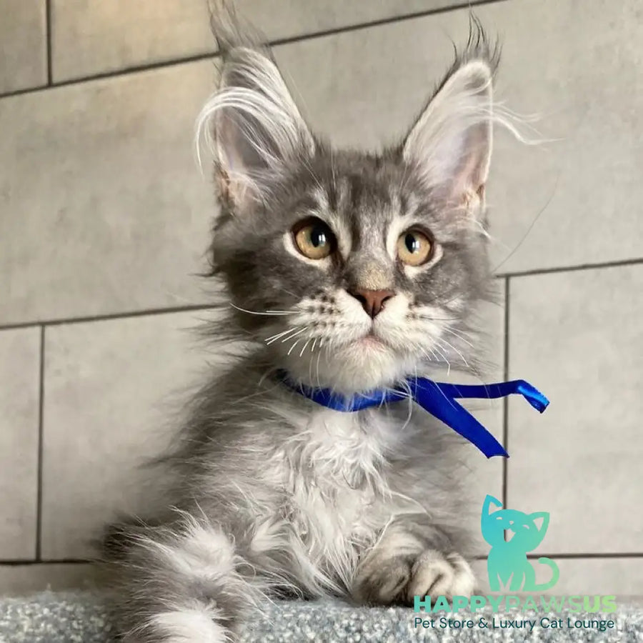 Ussuriysk Maine Coon male blue silver tabby - live animals