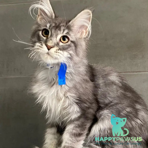 Ussuriysk Maine Coon male blue silver tabby - live animals