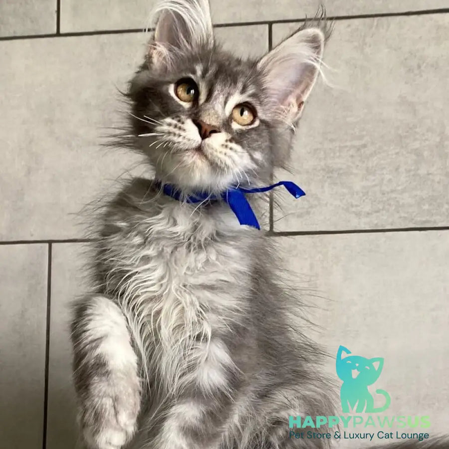 Ussuriysk Maine Coon male blue silver tabby - live animals