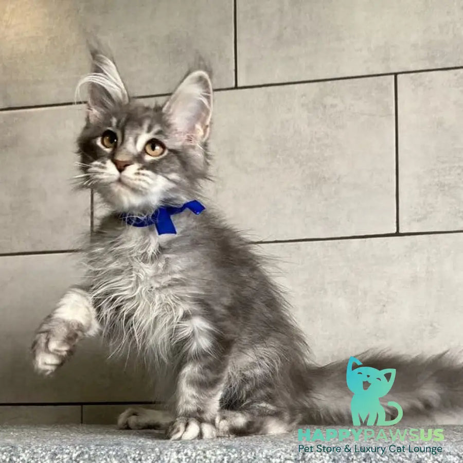 Ussuriysk Maine Coon male blue silver tabby - live animals