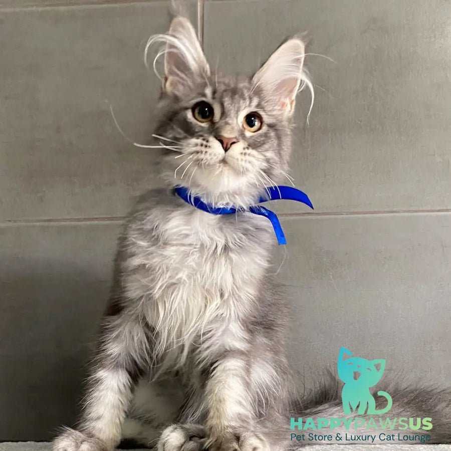 Ussuriysk Maine Coon male blue silver tabby - live animals