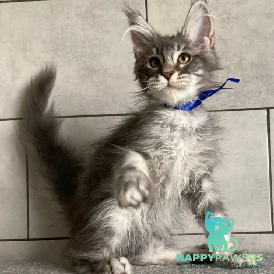 Ussuriysk Maine Coon male blue silver tabby - live animals