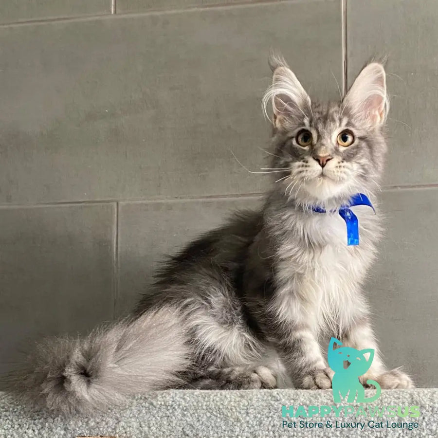 Ussuriysk Maine Coon male blue silver tabby - live animals