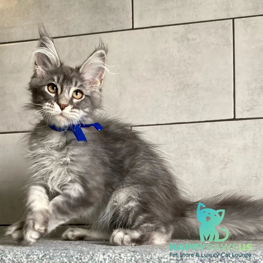 Ussuriysk Maine Coon male blue silver tabby - live animals