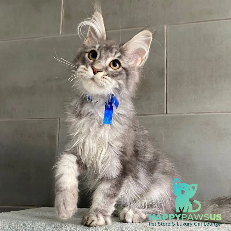 Ussuriysk Maine Coon male blue silver tabby - live animals