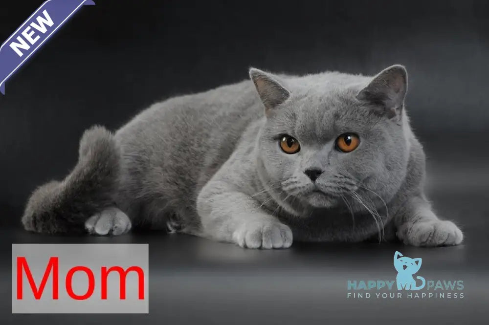 Ustin British Shorthair male lilac live animals