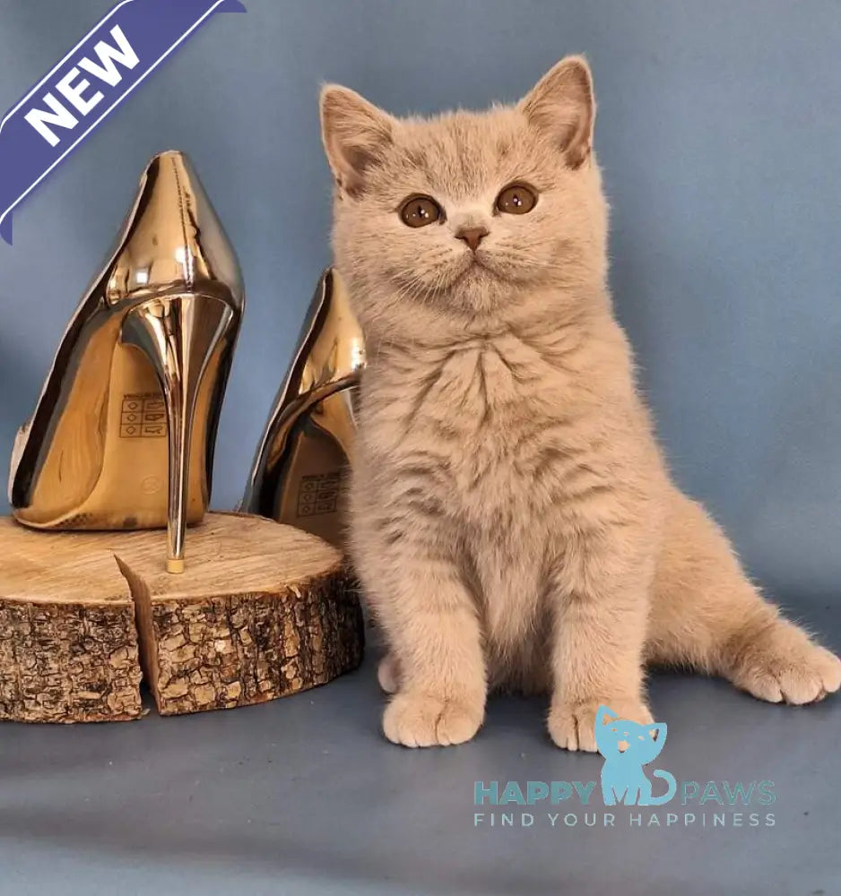 Ustin British Shorthair male lilac live animals