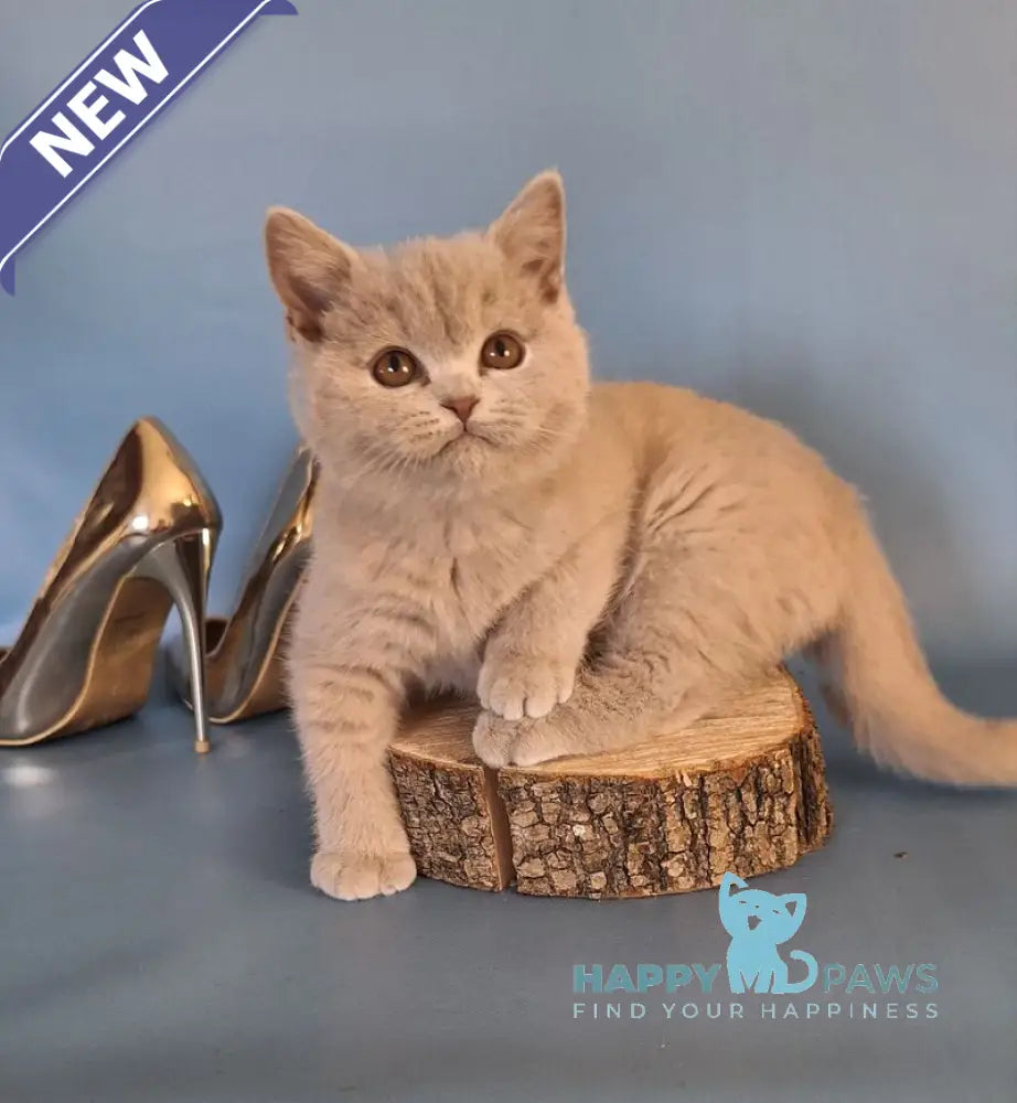 Ustin British Shorthair male lilac live animals