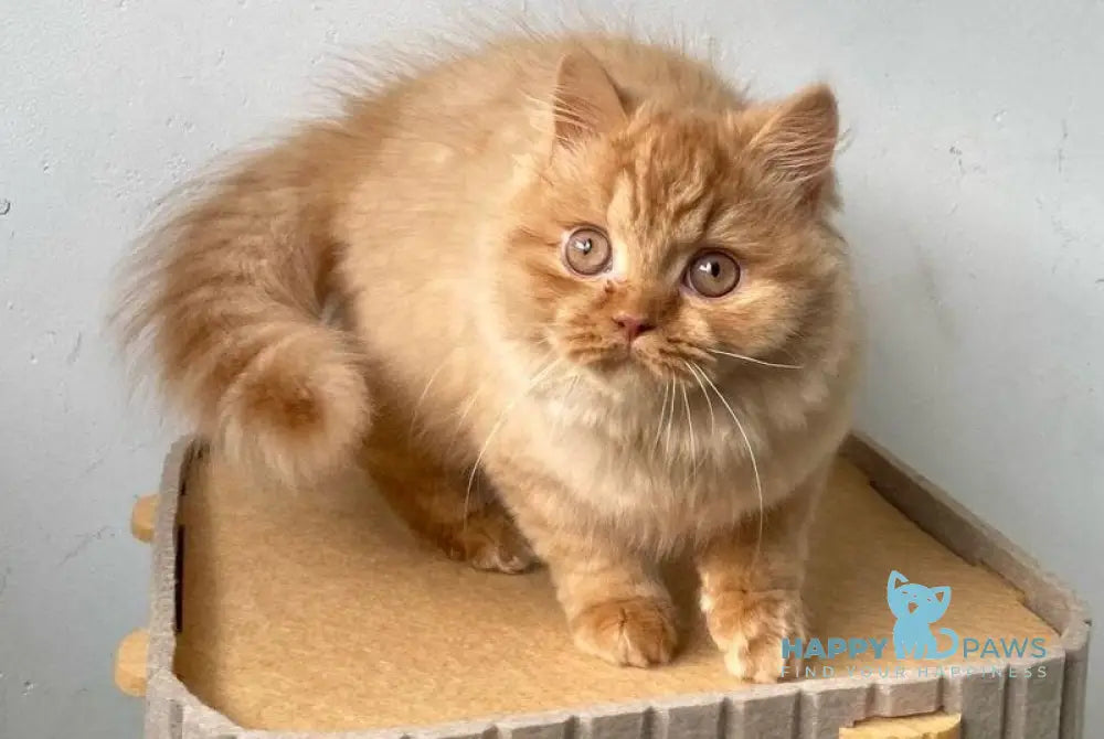Ustin British Shorthair male red - live animals