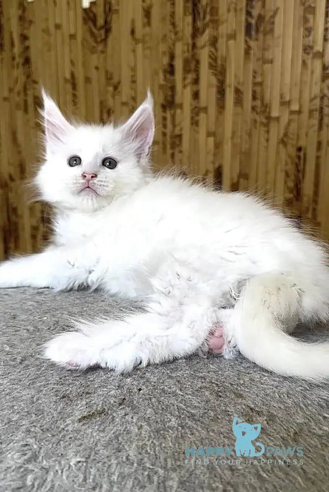 Ustin Maine Coon male white live animals