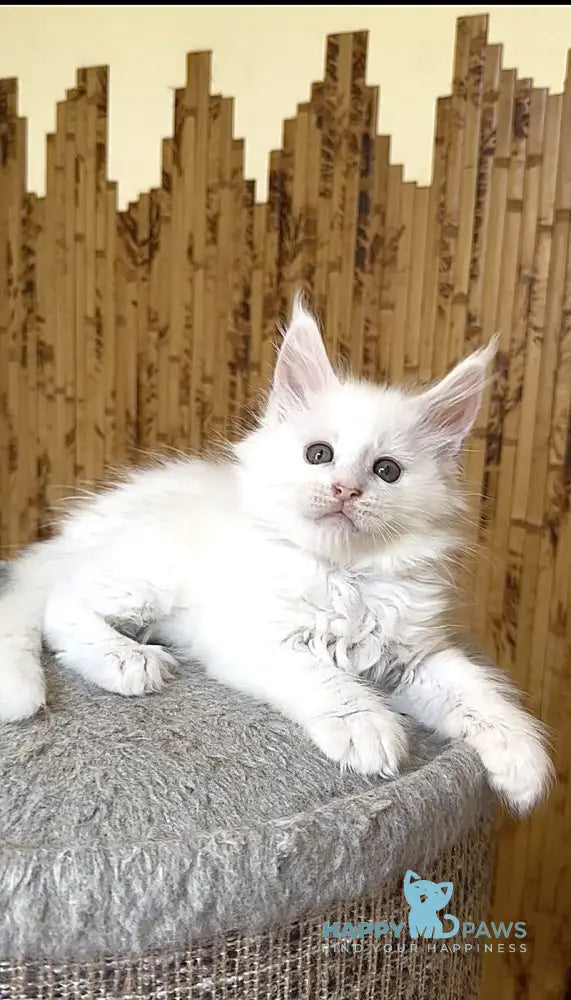 Ustin Maine Coon male white live animals