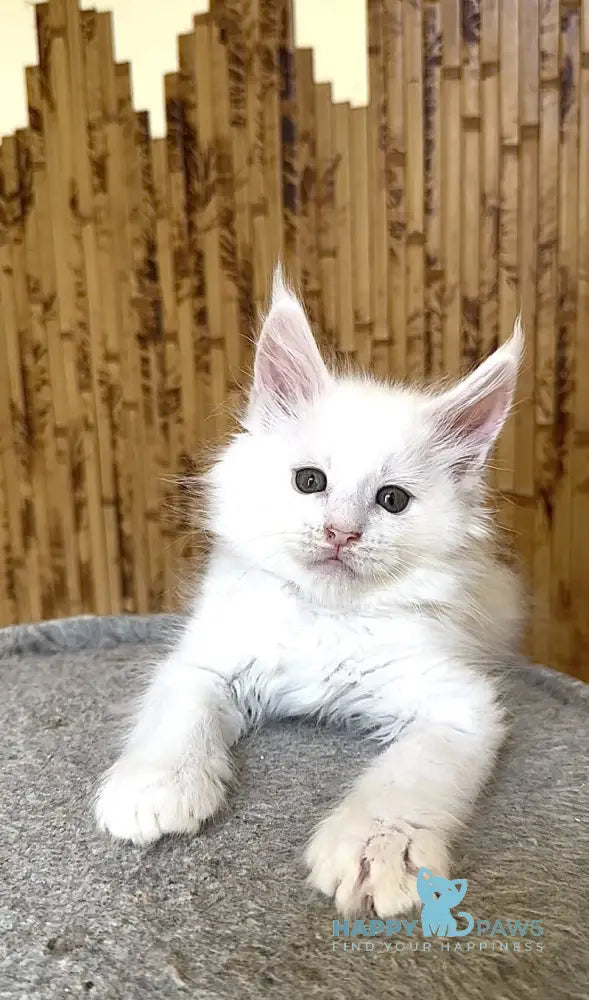 Ustin Maine Coon male white live animals