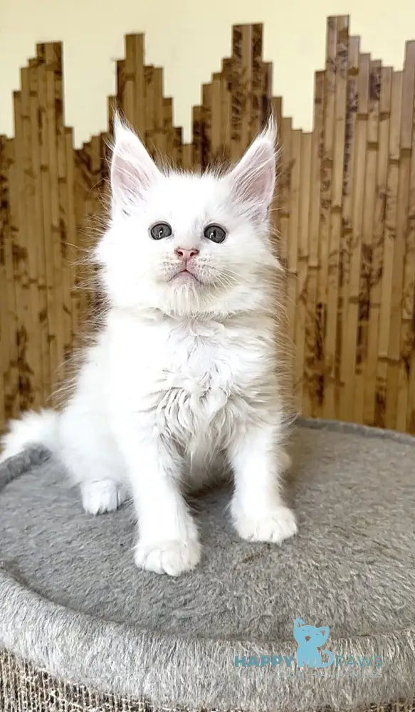 Ustin Maine Coon male white live animals