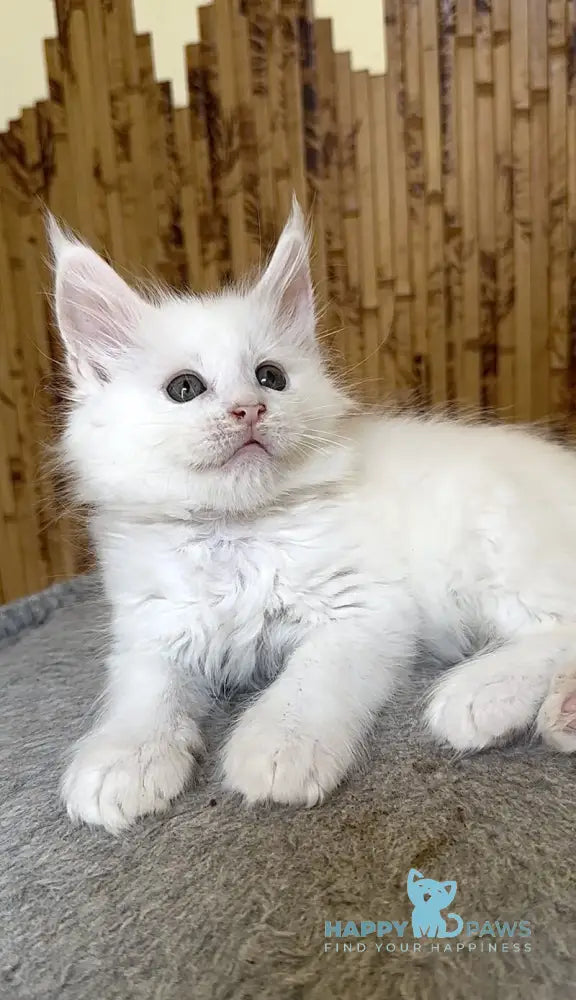 Ustin Maine Coon male white live animals