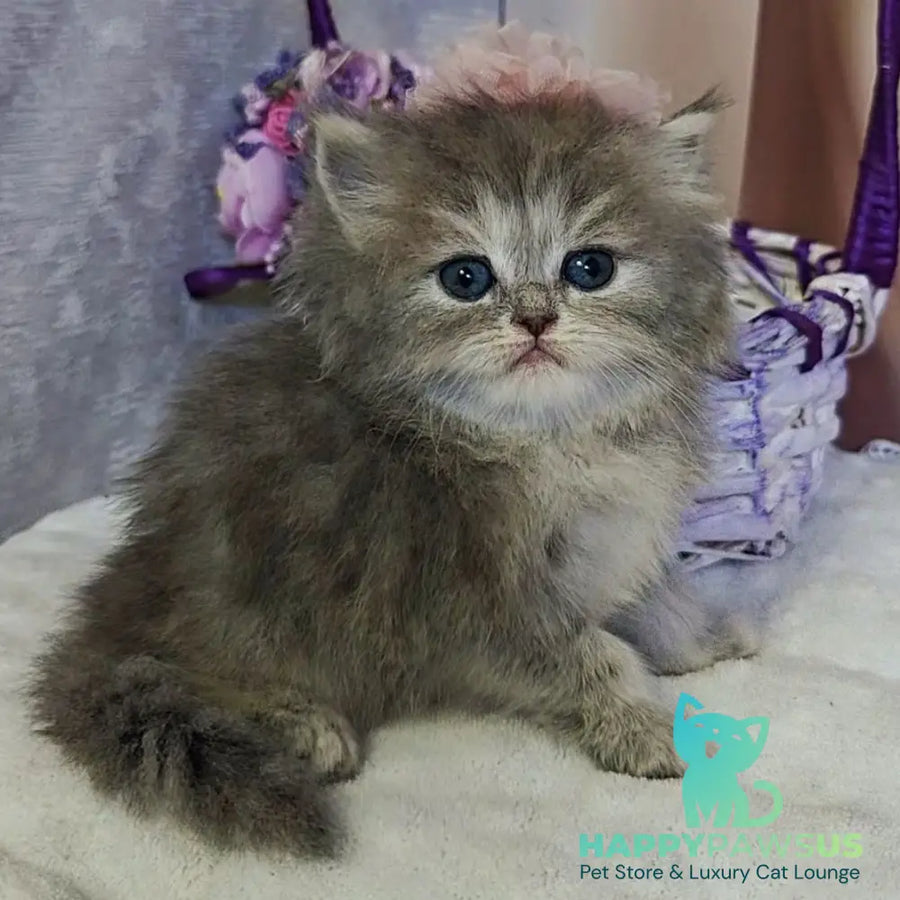 Ustina British Longhair female blue tortie - live animals