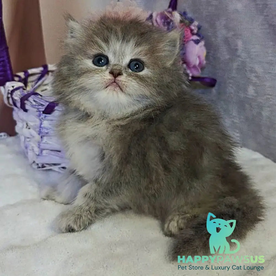 Ustina British Longhair female blue tortie - live animals
