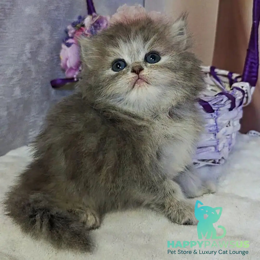 Ustina British Longhair female blue tortie - live animals