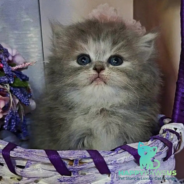 Ustina British Longhair female blue tortie - live animals