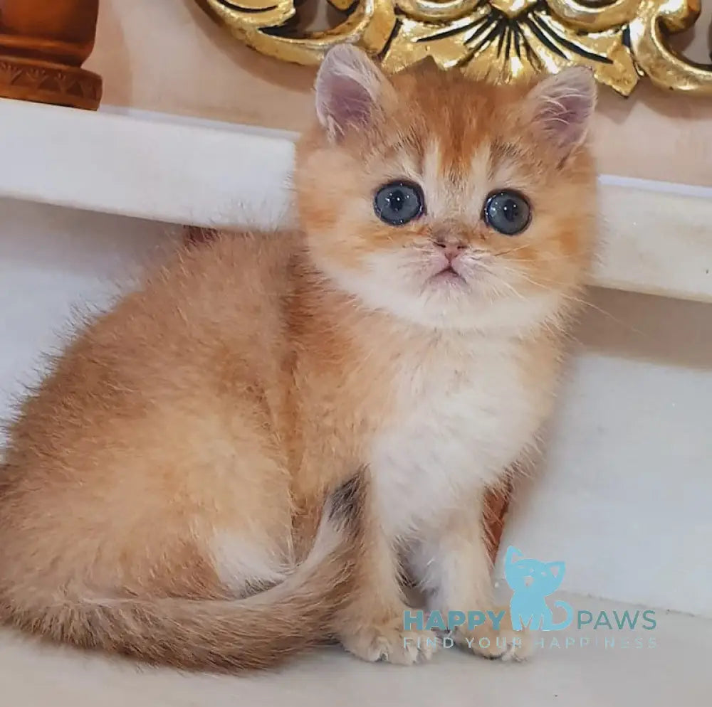 Ustina British Shorthair female black golden shaded live animals