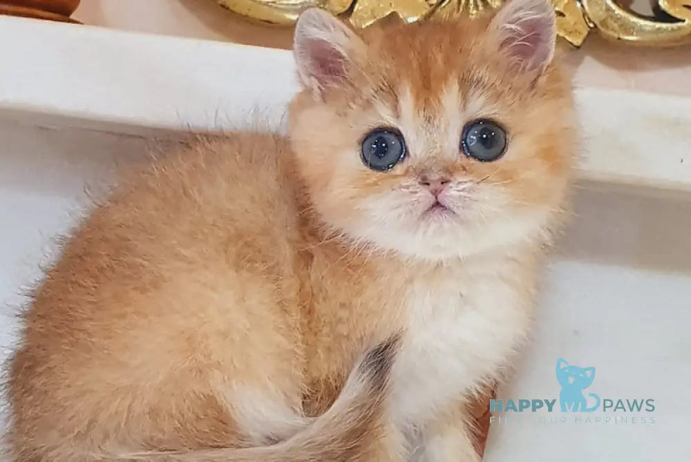 Ustina British Shorthair female black golden shaded live animals