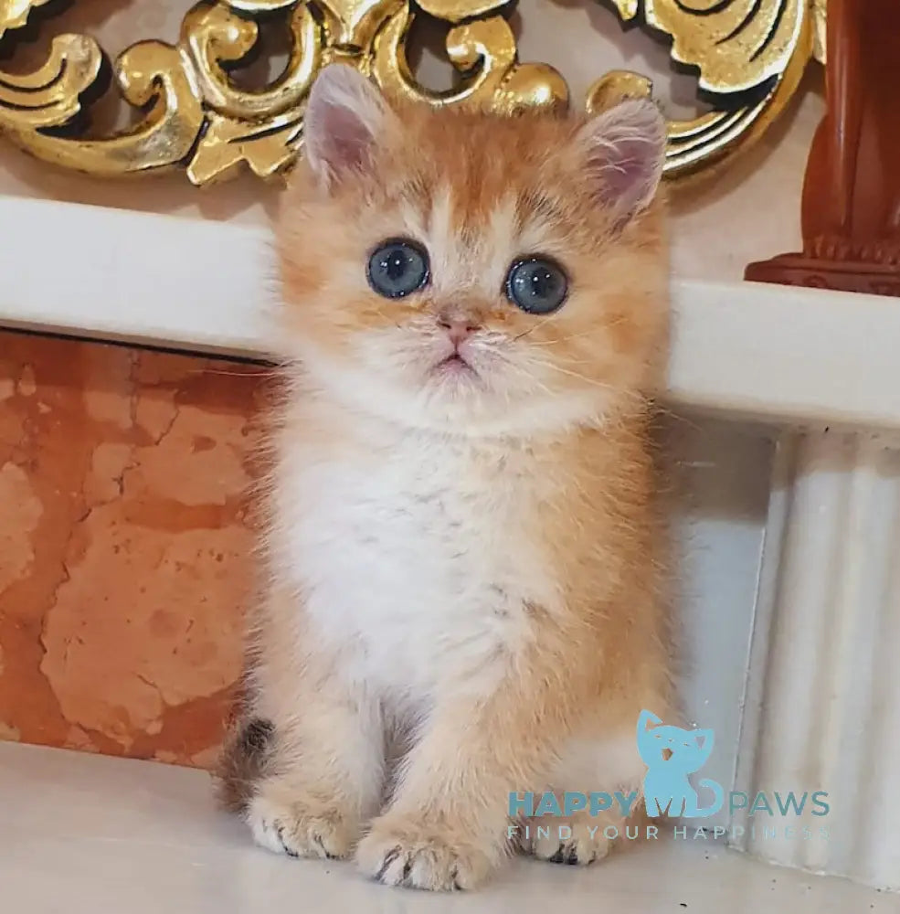 Ustina British Shorthair female black golden shaded live animals