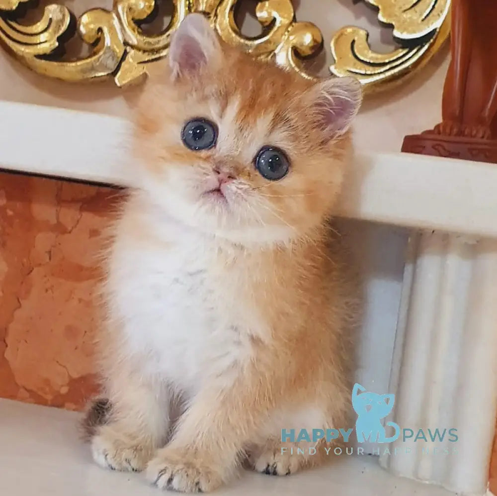 Ustina British Shorthair female black golden shaded live animals