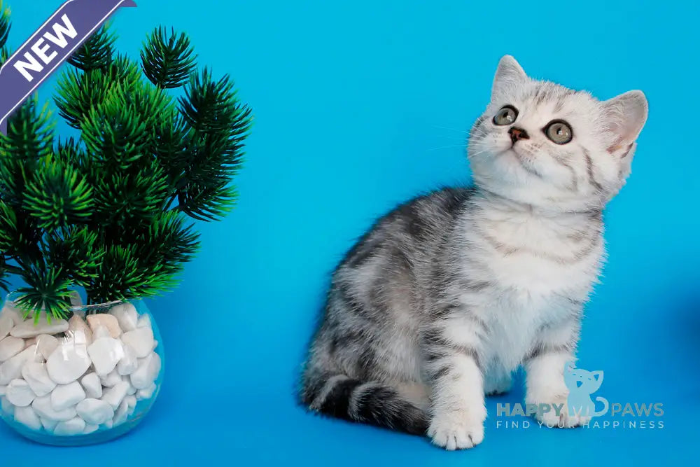 Ustina British Shorthair female black silver tabby live animals