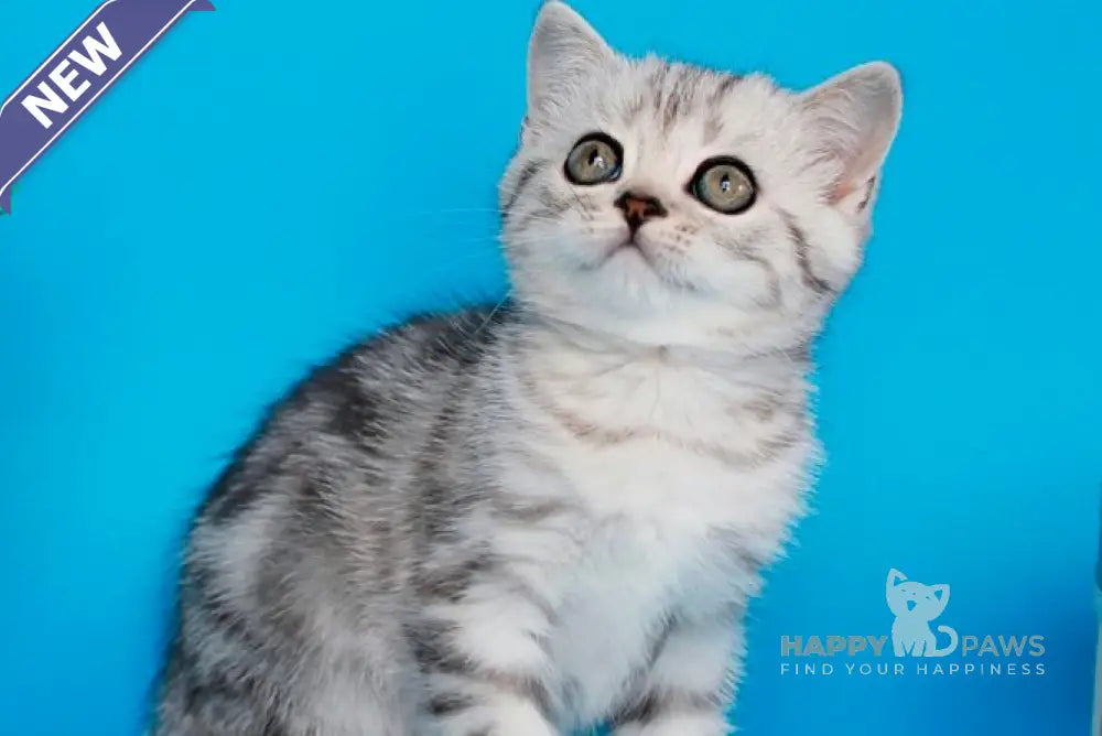 Ustina British Shorthair female black silver tabby live animals