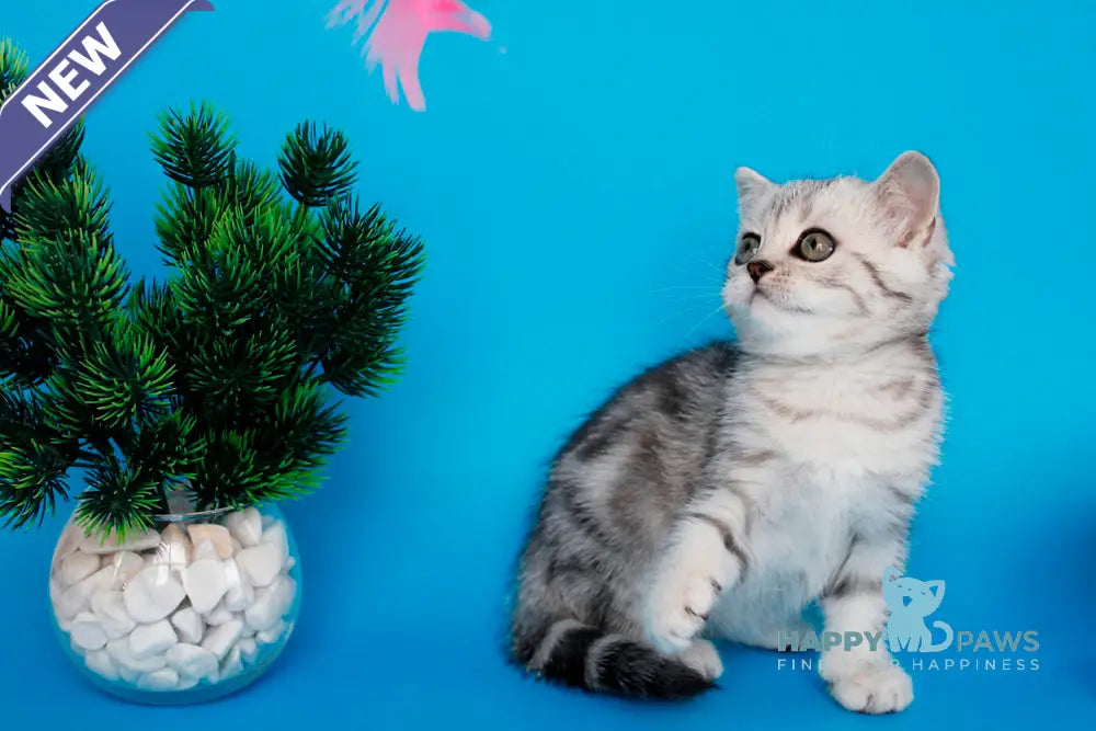 Ustina British Shorthair female black silver tabby live animals