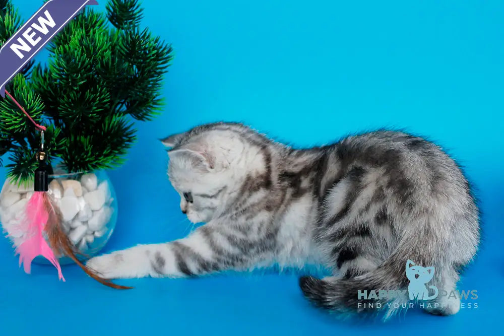 Ustina British Shorthair female black silver tabby live animals