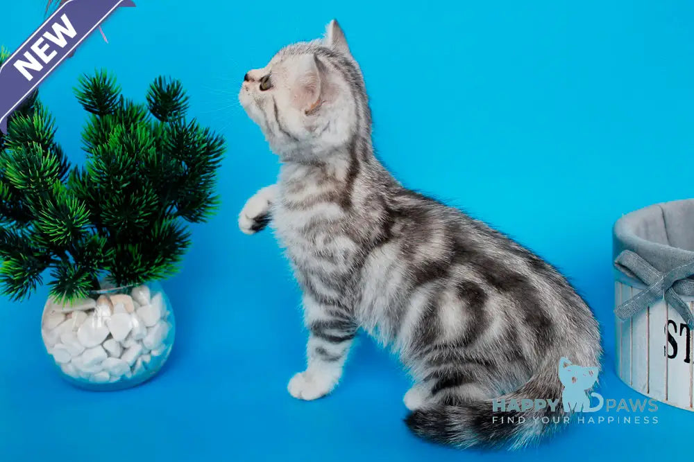 Ustina British Shorthair female black silver tabby live animals