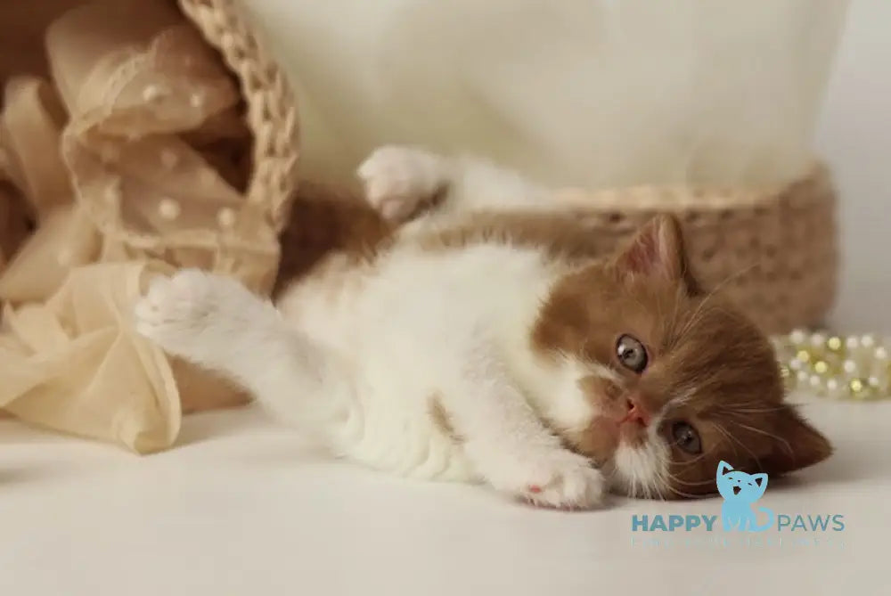 Ustina British Shorthair female cinnamon bicolour live animals