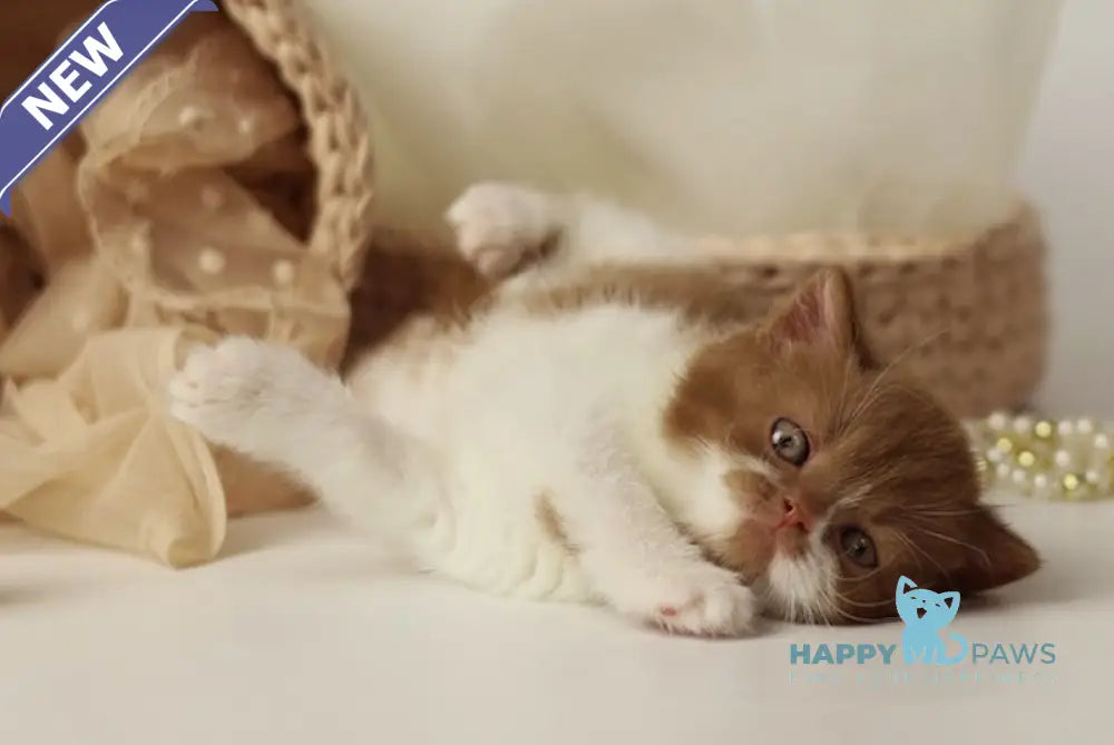 Ustina British Shorthair female cinnamon bicolour live animals