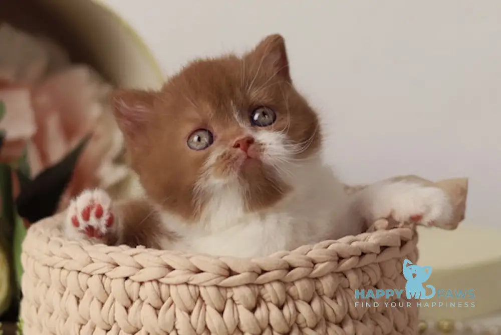 Ustina British Shorthair female cinnamon bicolour live animals