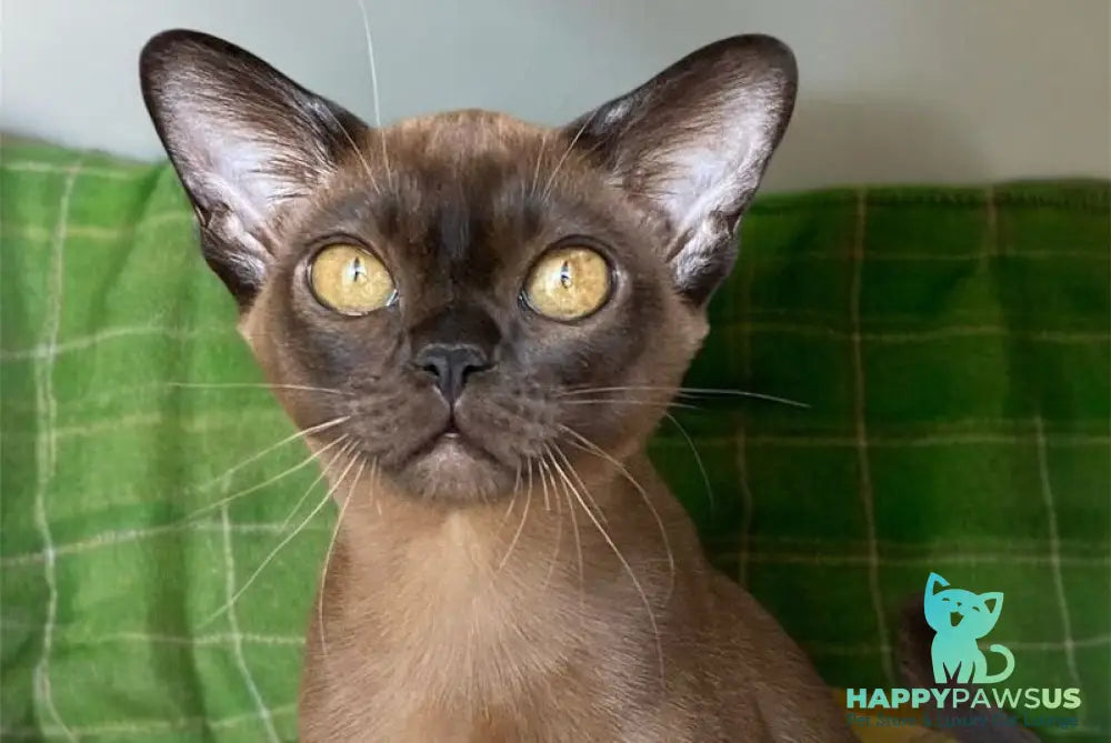 Ustina Burmese female black - live animals