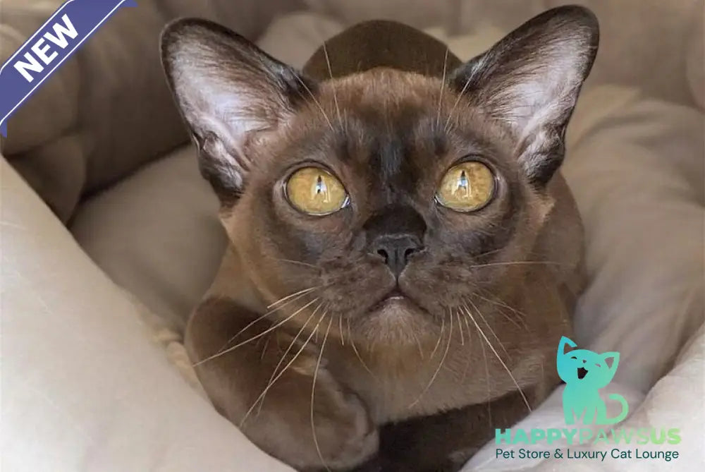 Ustina Burmese female black - live animals