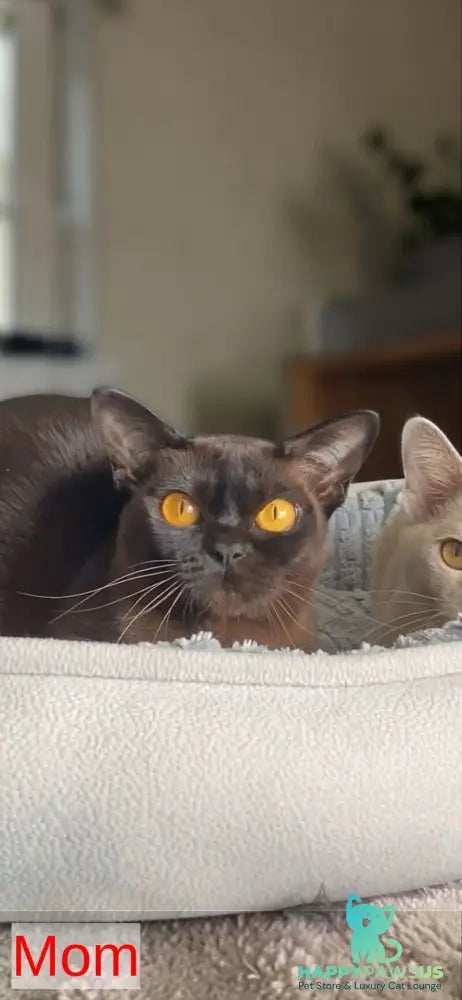 Ustina Burmese female black - live animals