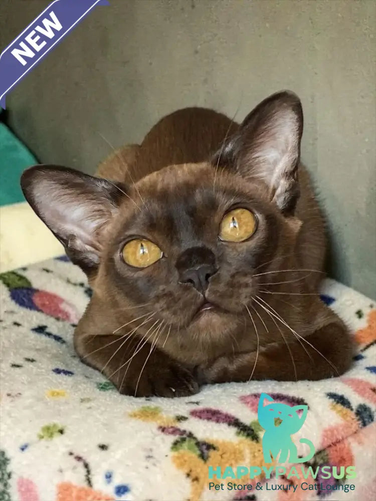Ustina Burmese female black - live animals