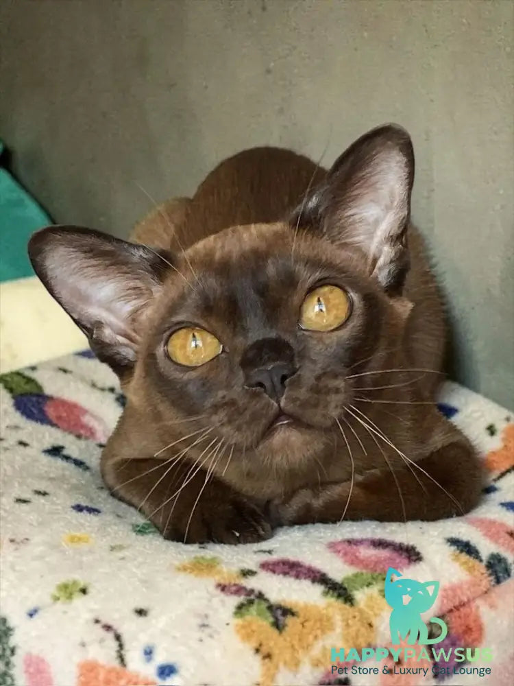 Ustina Burmese female black - live animals