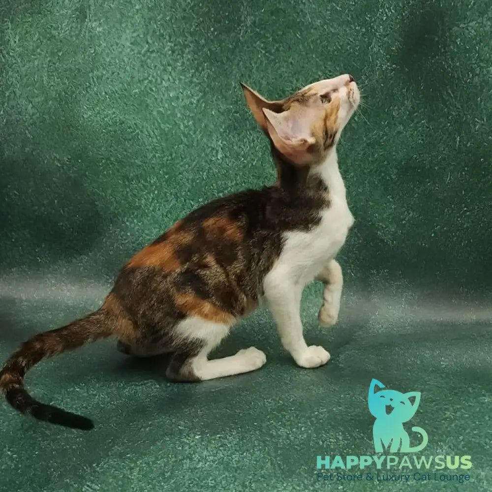 Ustina Oriental Shorthair female black tortie tabby bicolour - live animals