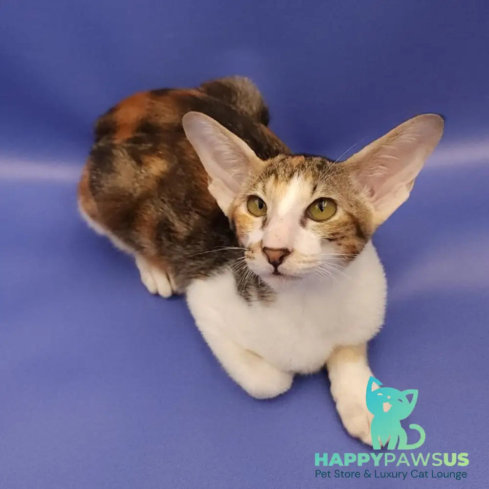 Ustina Oriental Shorthair female black tortie tabby bicolour - live animals