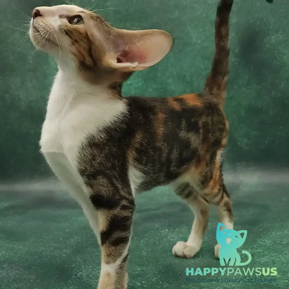 Ustina Oriental Shorthair female black tortie tabby bicolour - live animals