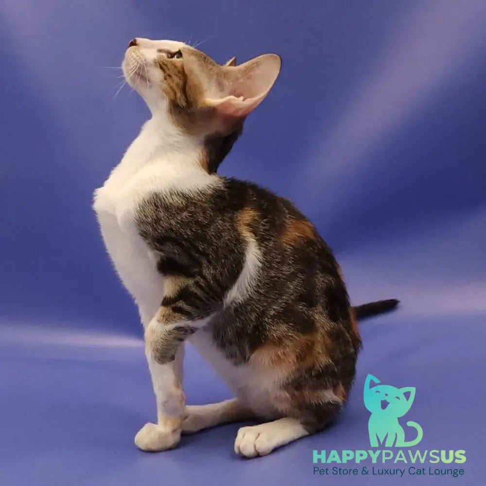 Ustina Oriental Shorthair female black tortie tabby bicolour - live animals