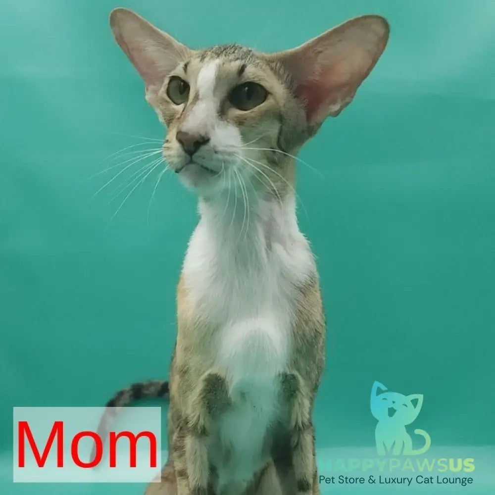 Ustina Oriental Shorthair female black tortie tabby bicolour - live animals