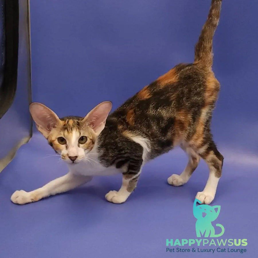 Ustina Oriental Shorthair female black tortie tabby bicolour - live animals