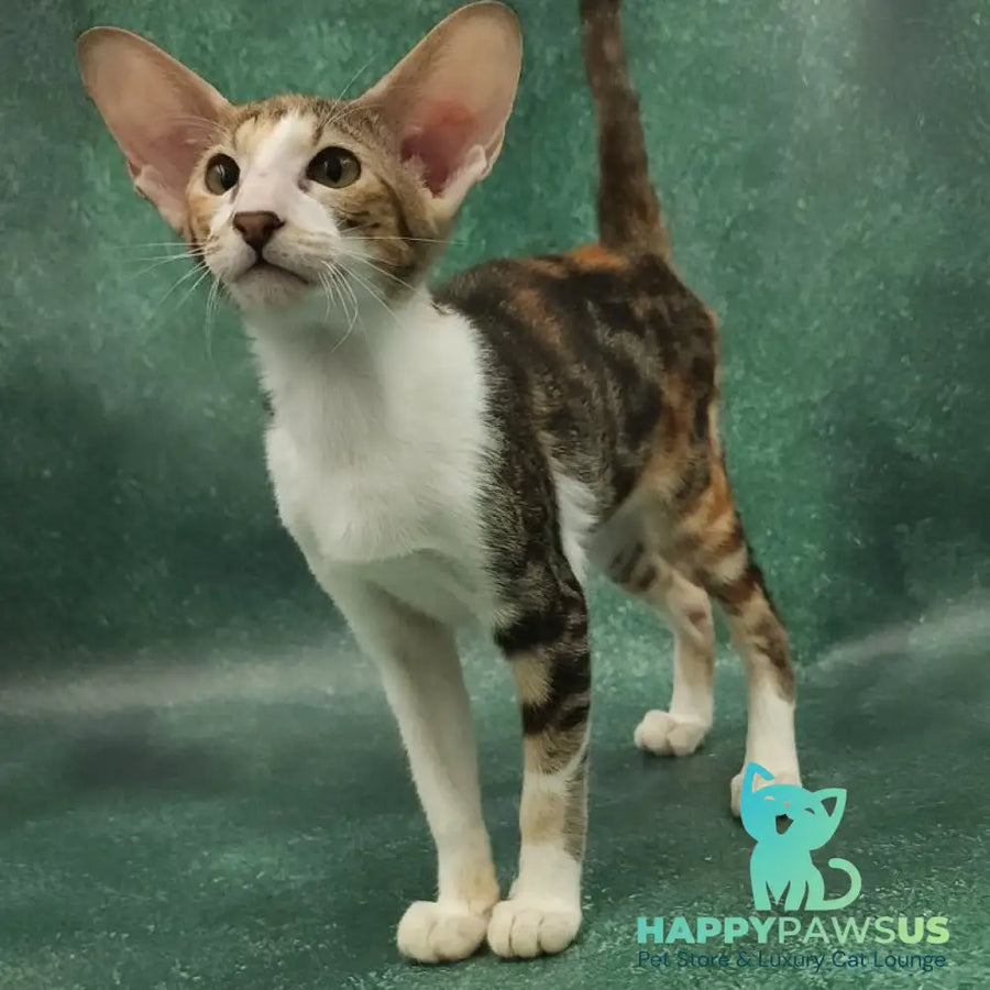 Ustina Oriental Shorthair female black tortie tabby bicolour - live animals