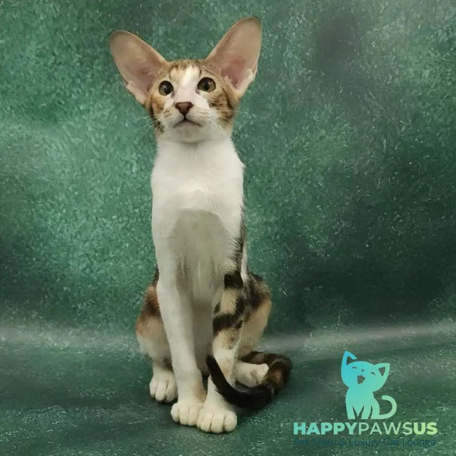 Ustina Oriental Shorthair female black tortie tabby bicolour - live animals