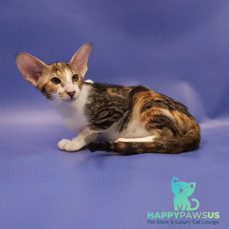 Ustina Oriental Shorthair female black tortie tabby bicolour - live animals