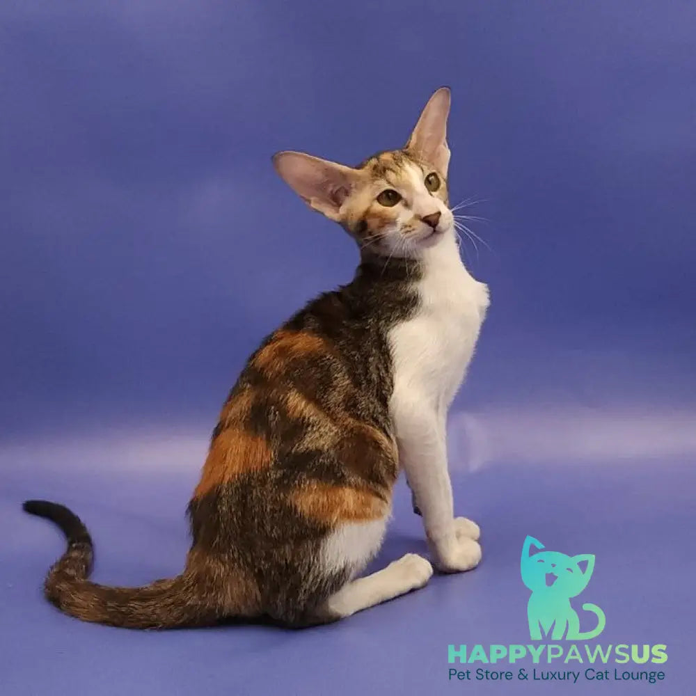 Ustina Oriental Shorthair female black tortie tabby bicolour - live animals