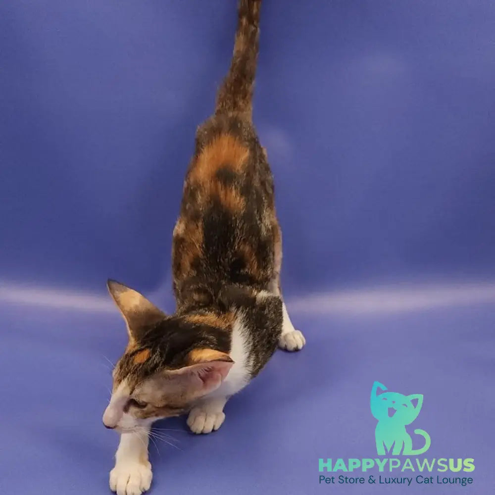 Ustina Oriental Shorthair female black tortie tabby bicolour - live animals